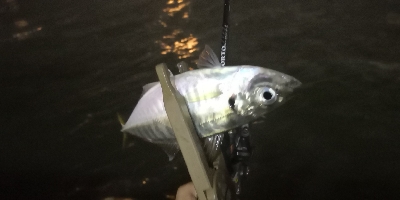 アジング練習10