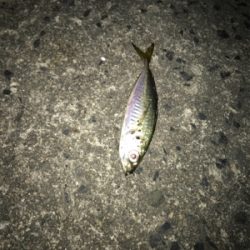 台風後狙うも…