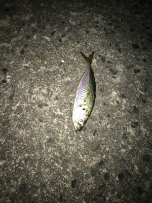 台風後狙うも…