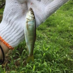 オイカワと遊ぶ