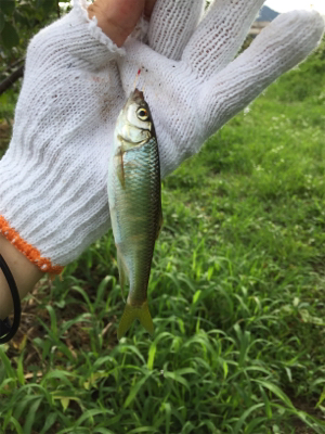 オイカワと遊ぶ