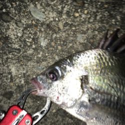 根掛かりばっかり