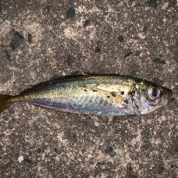 台風後の湾内アジング