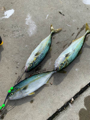 今シーズン初青物