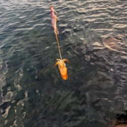 ロック、フラットフィッシュ狙い