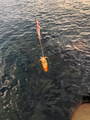 ロック、フラットフィッシュ狙い