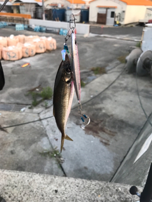 激しくショアジギング