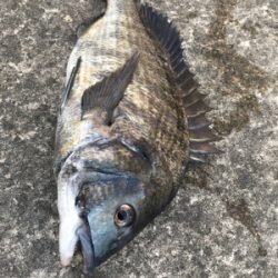 台風一過で海の生命反応が戻りました