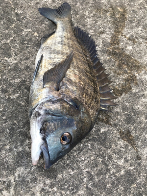 台風一過で海の生命反応が戻りました