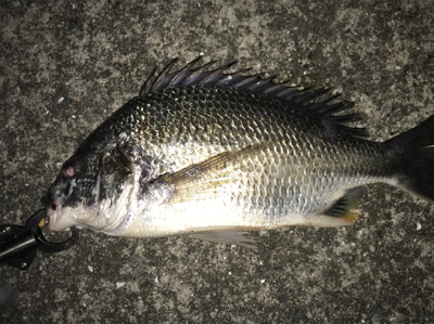 ３８センチと３６センチでした