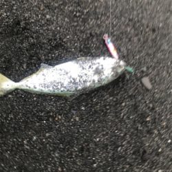 三保サーフジギング