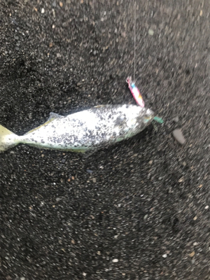 三保サーフジギング