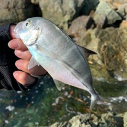 ビッグオオモ〜ン