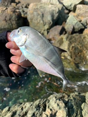 ビッグオオモ〜ン