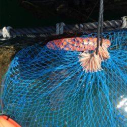 親子釣り堀体験