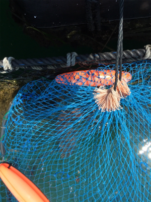 親子釣り堀体験