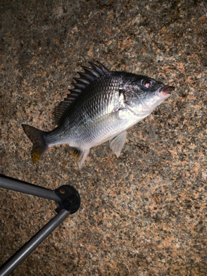 仕事終わりにチョイ釣り