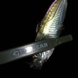 ナイトアジング