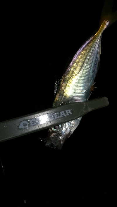 ナイトアジング