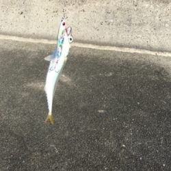 ルアーで5目達成