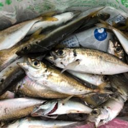 ファミリーフィッシング