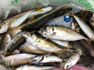 ファミリーフィッシング