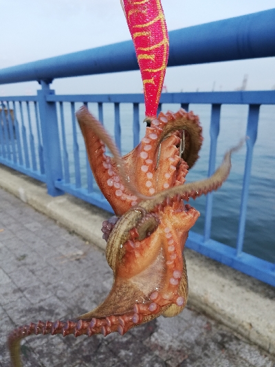 灼熱オクトパッシング。