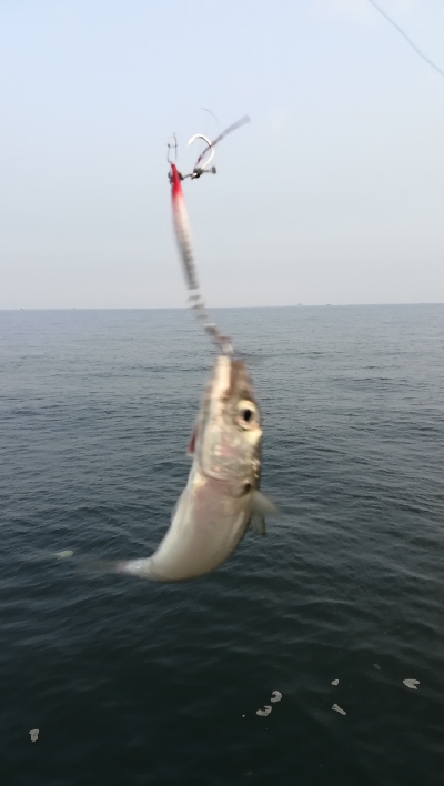 朝マズメ釣行