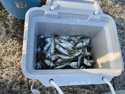 泳がせとサビキ