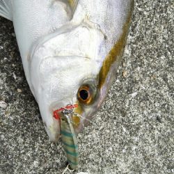 2019年8月18日釣行in船越漁港