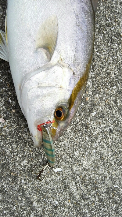 2019年8月18日釣行in船越漁港