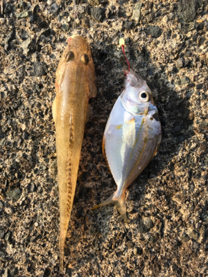 キスならず貧果