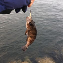 ハマチまであと少し