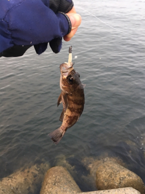 ハマチまであと少し