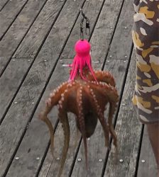 タコ入れ食い状態