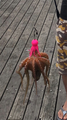 タコ入れ食い状態