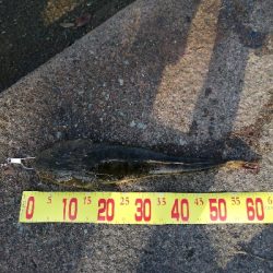 久しぶりの陸っぱり