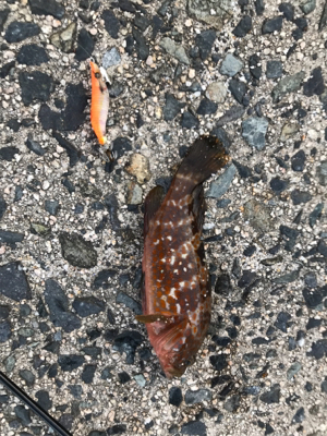 初めての鳥取釣り