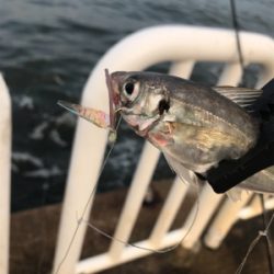 アジ、サバ、ツバス