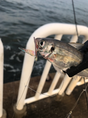 アジ、サバ、ツバス