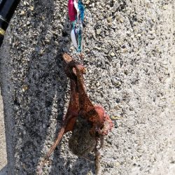 ショア蛸ラストスパート