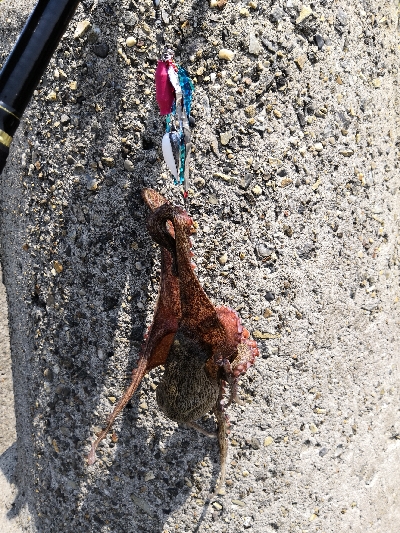 ショア蛸ラストスパート