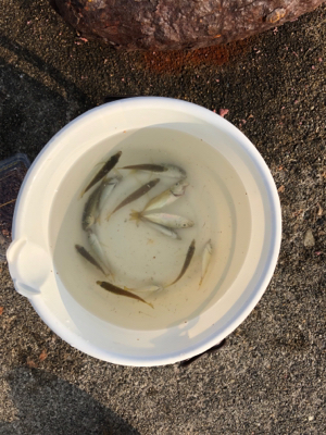 サビキで豆アジ