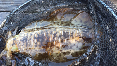 つりぴぃぽぉ釣果