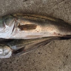 台風後のシーバスゲーム