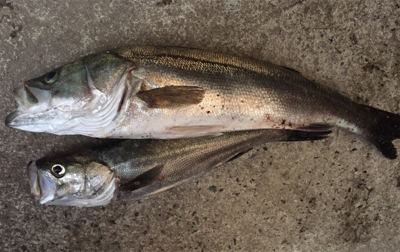 台風後のシーバスゲーム