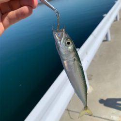 気温は暑いが釣果は涼しい