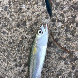 ツバスはどこへ?