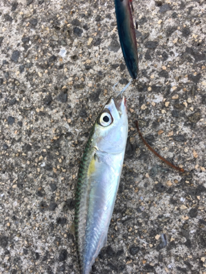 ツバスはどこへ？