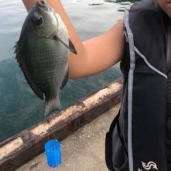 アオリイカ調査